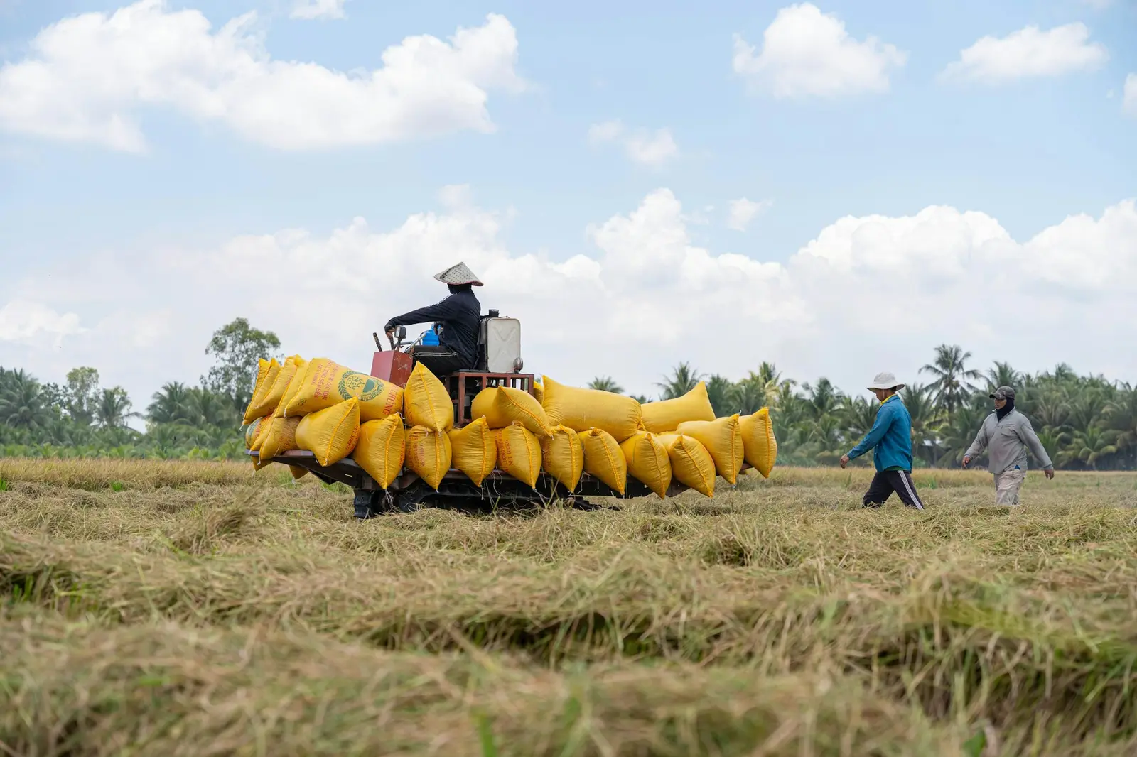 Farm workers loading sacks of harvested rice in a field